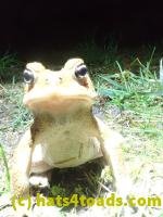 /home//u458753944/public_html/sourcegallery////////Roxborough Toad Detour/2022/2022-04-26/P4261114.JPG